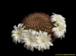 Sulcorebutia mentosa v. mentosa HS48 2204